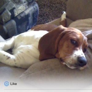 Meet your Posher, Liberty